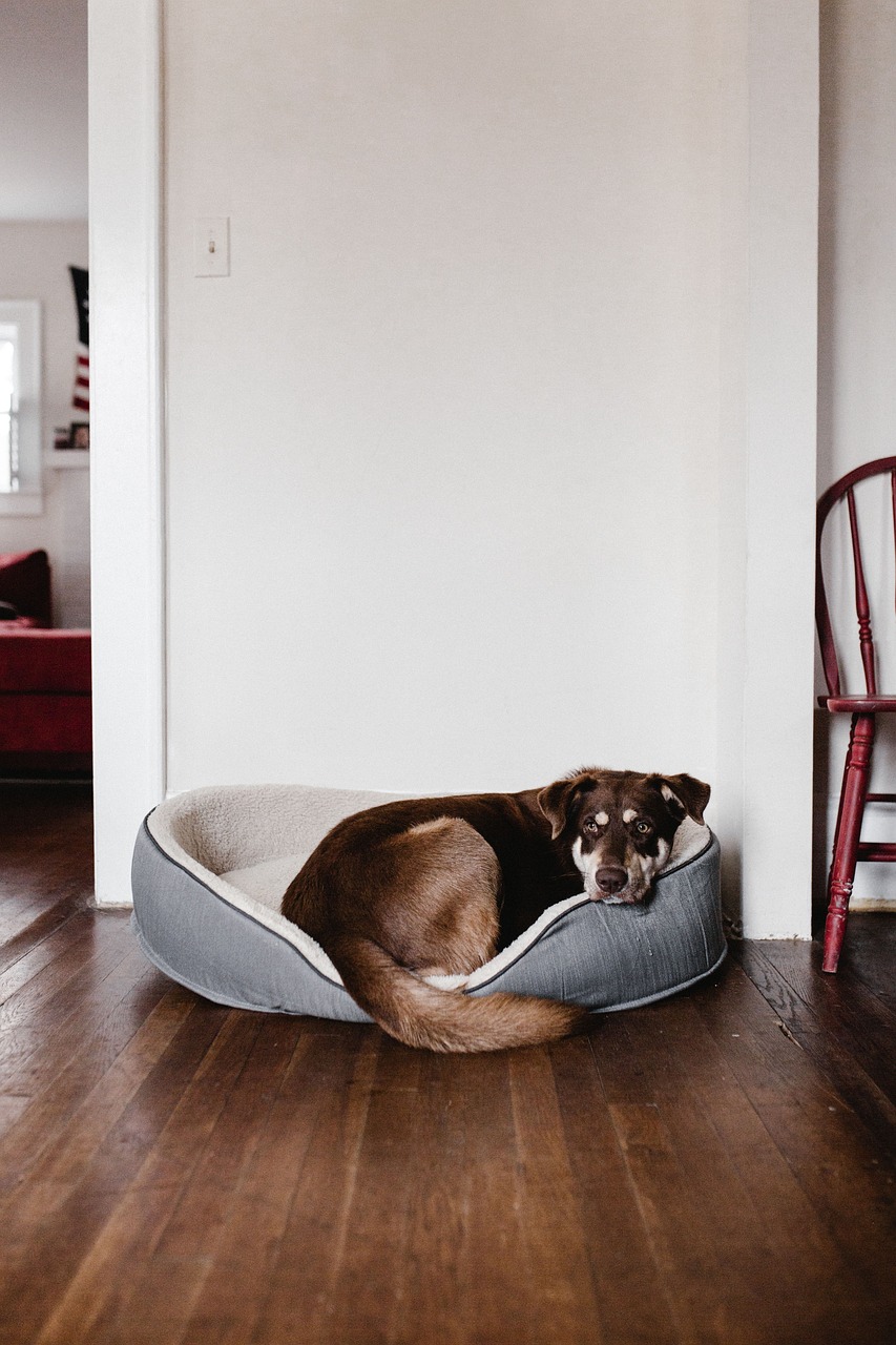 Create a Safe Space For Your Dog